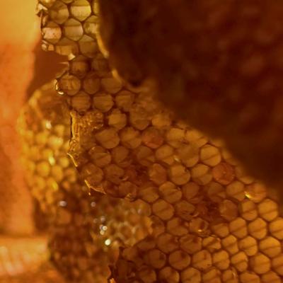 Garnier Botanic Therapy Honey Treasure Hair Remedy Маска за коса за жени 340 ml