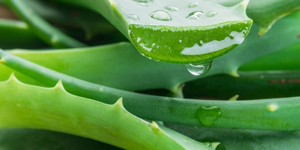 Maska s aloe vera