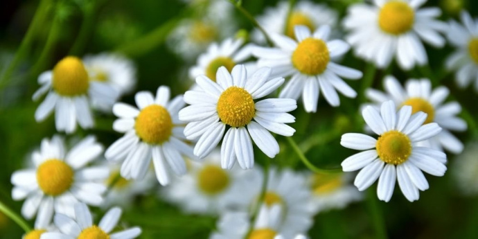 Лайка за руса коса