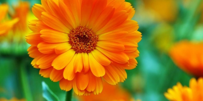 Невен за коса