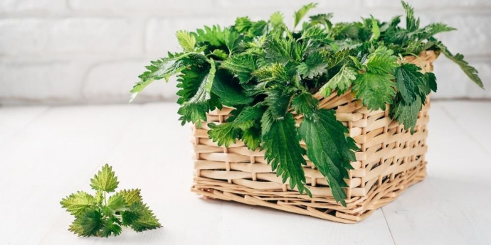 Коприва за потъмняване на косата