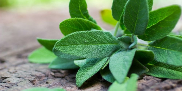 Градински чай за потъмняване на косата